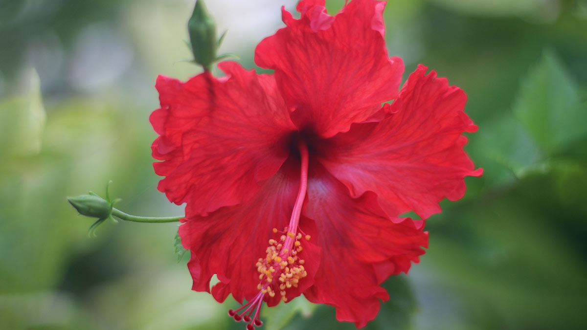Homemade fertilizer for hibiscus plant
