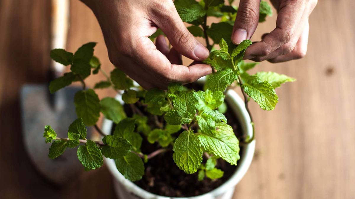 Do you need fertilizer