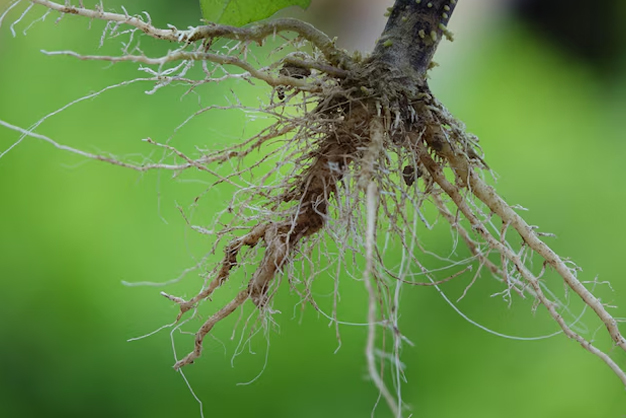 khus-vetiver for cool water