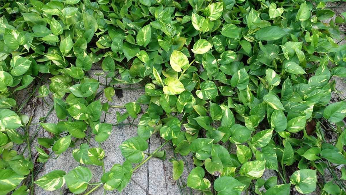 money plant growth tips