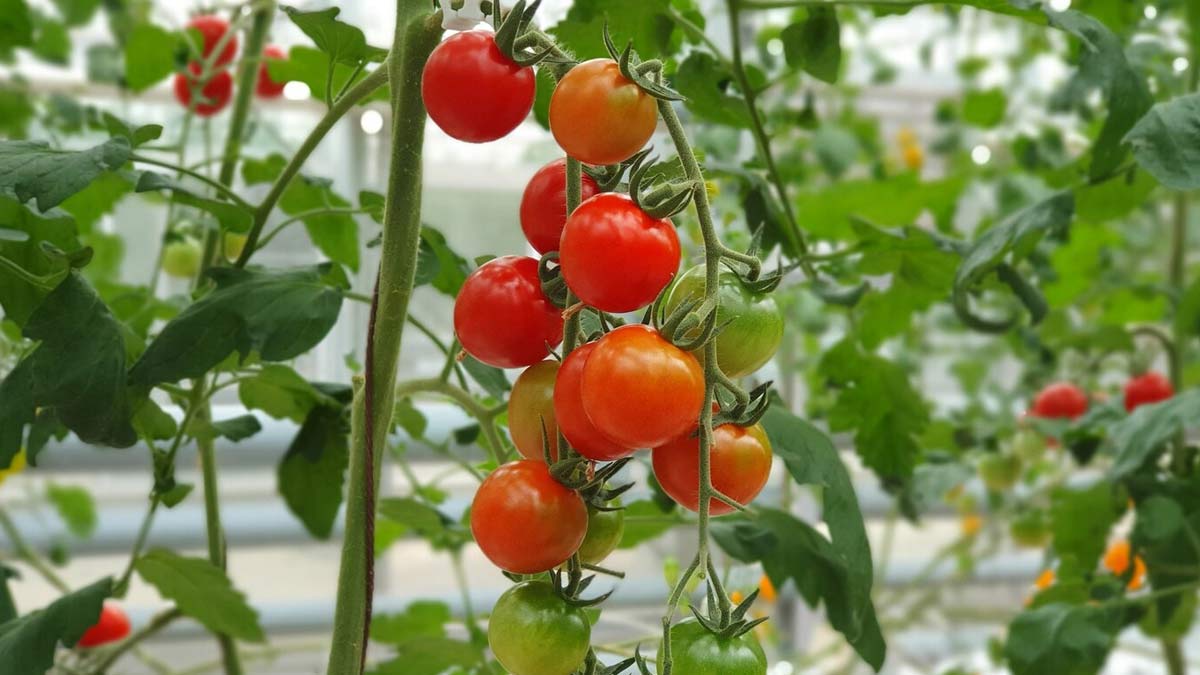 tamatar ke paudhe ke liye khaad