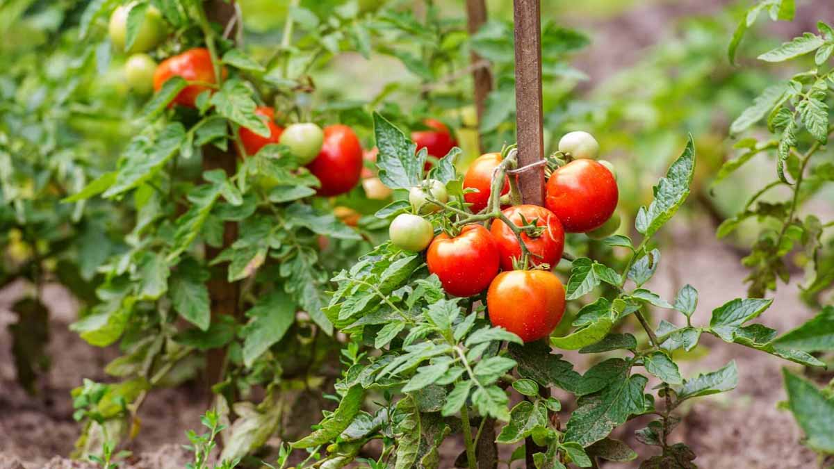 Need to make compost