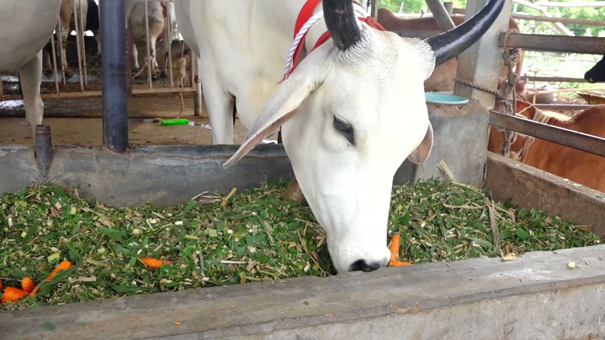 budhwar ke din cow ko hara chara khilane ka mahatva