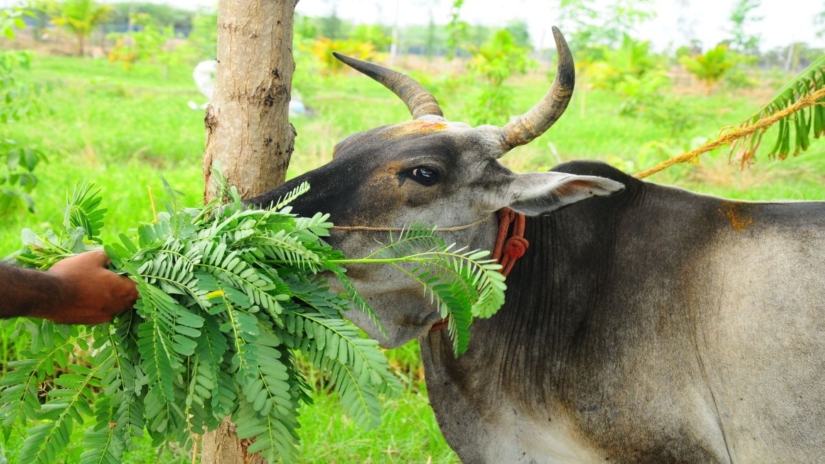 budhwar ke din cow ko hara chara khilane ki vidhi