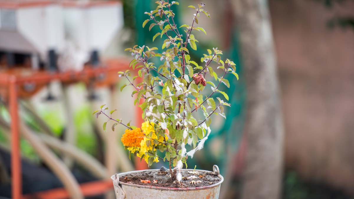 tulsi ke paudhe me kaudi kyu rakh sakte hain