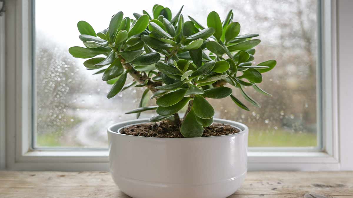 Jade Plant
