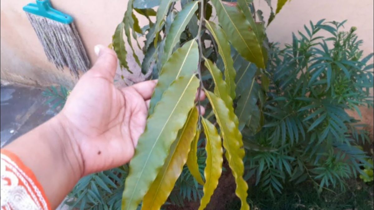 ghar mein ashok ke patte rakhne ka mahatva