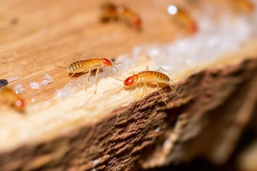 Remove Termites from Wood
