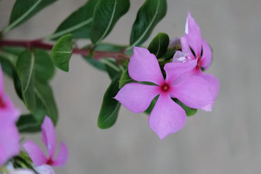 Sadabahar plant care