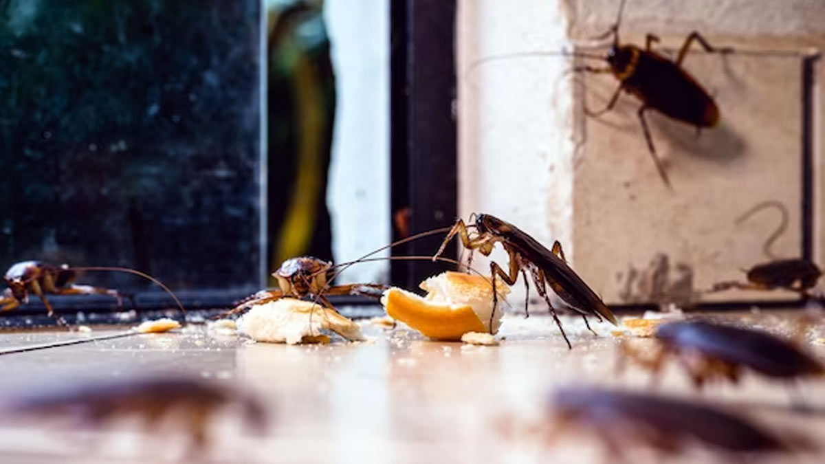 Cockroach ko ghar se bhagane ke upay