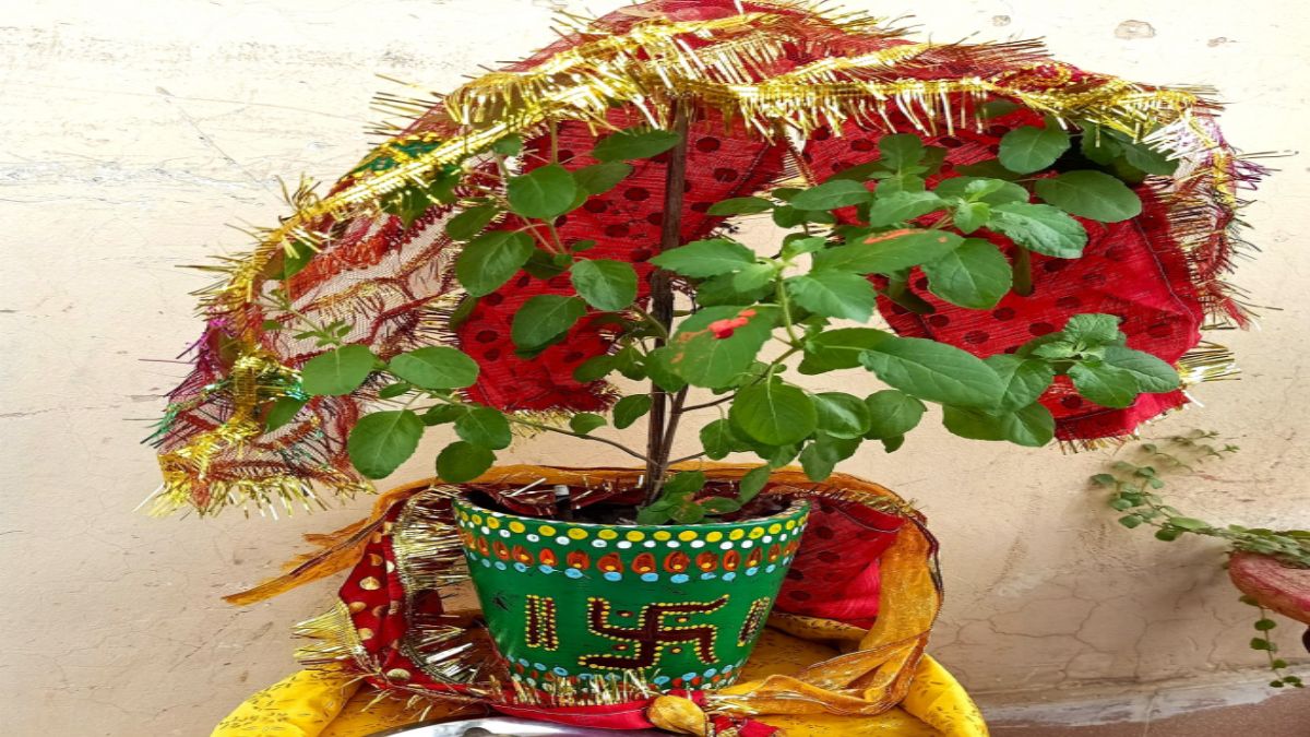 akshaya tritiya pr kya hai tulsi puja ke labh