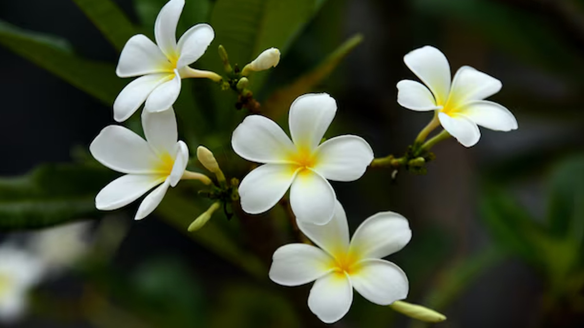 tips for champa plant care