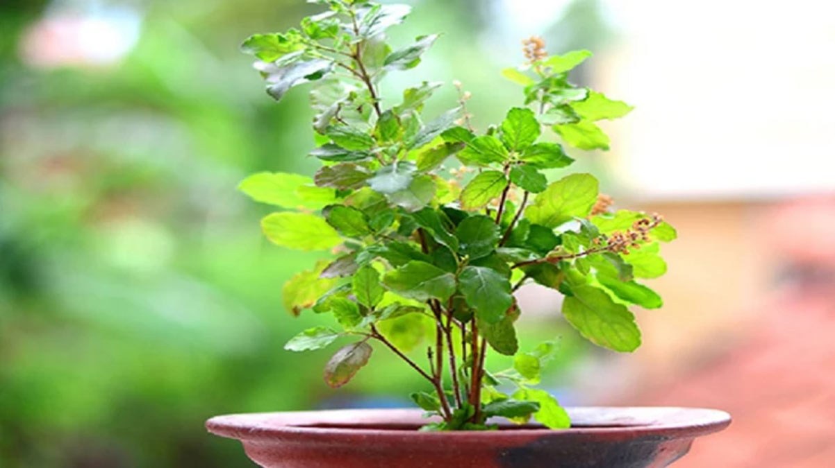 herbs to reduce sugar cravingsss
