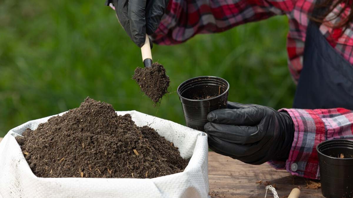 homemade chemical free fertilizer