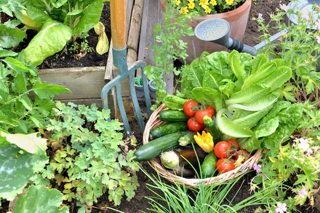 summer plant care tips