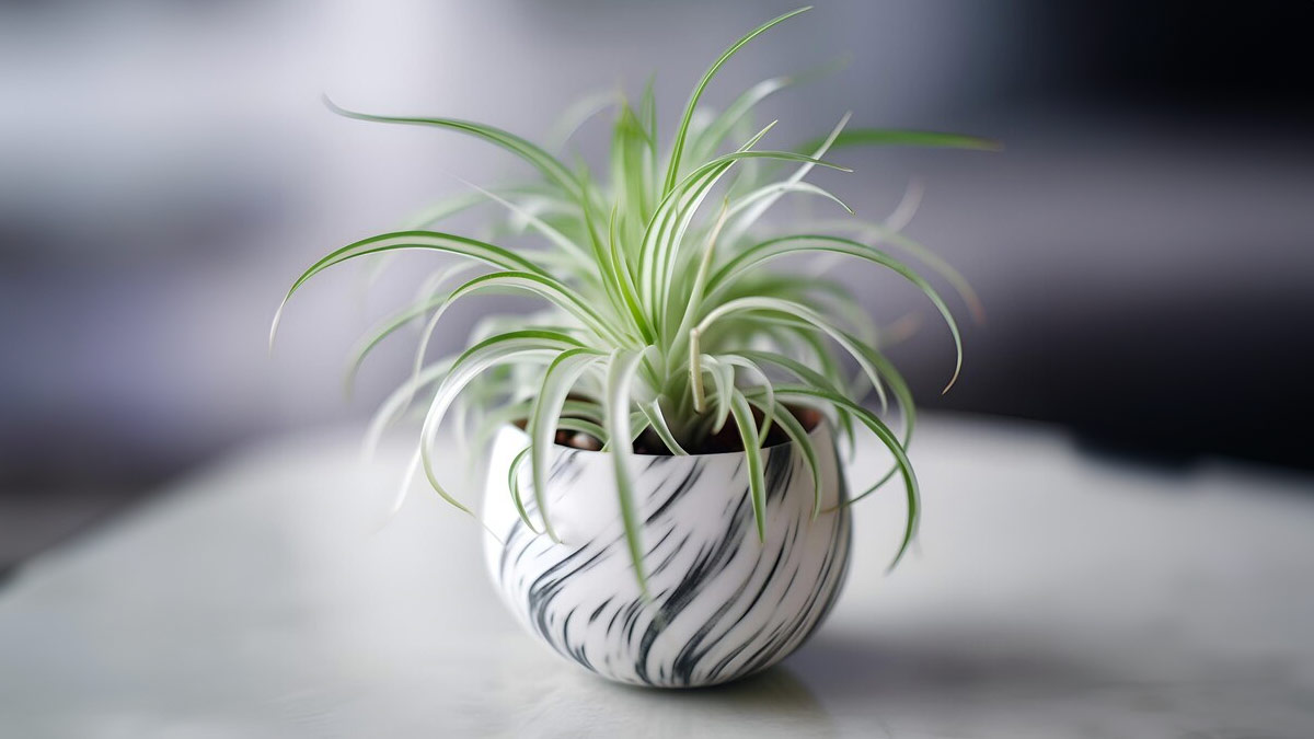 Spider Plant