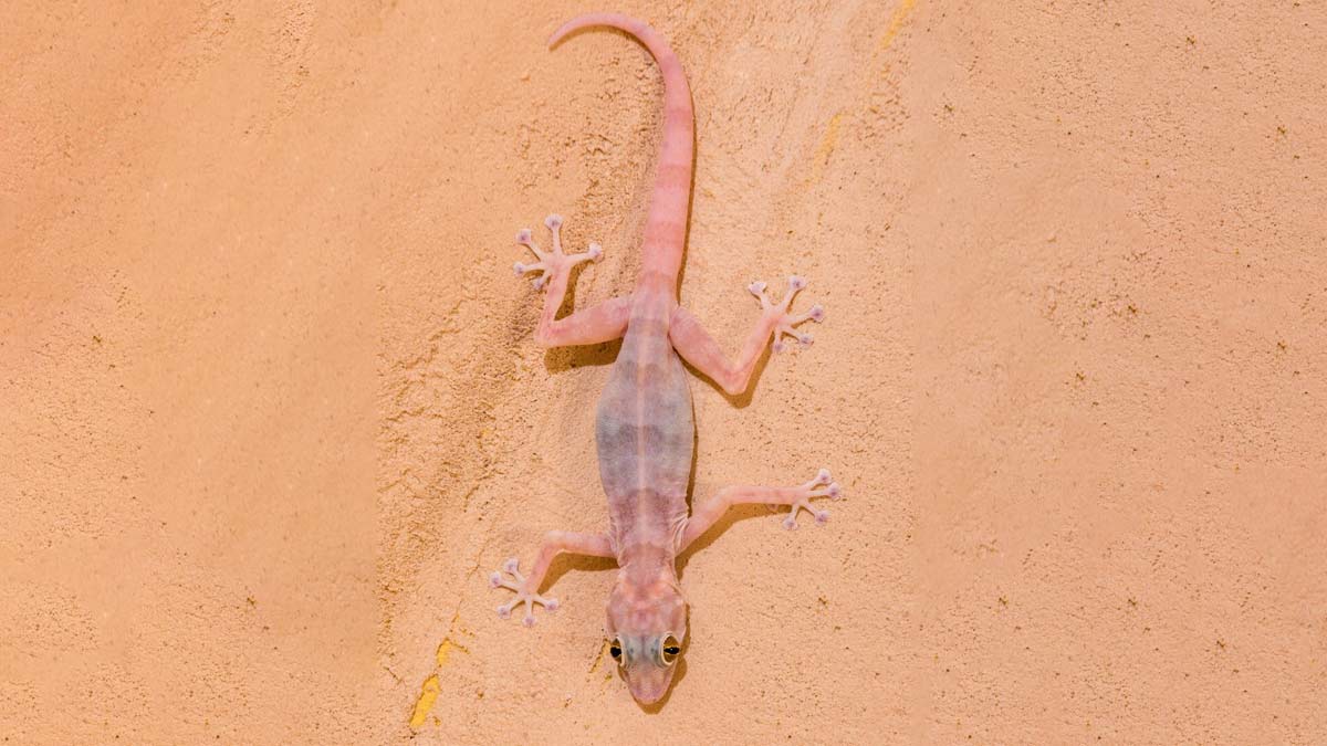 how to remove lizards from kitchen