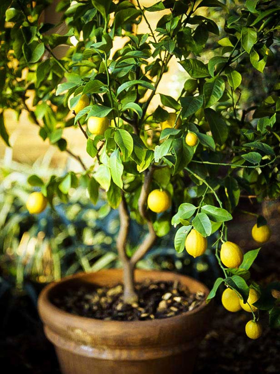How to apply liquid fertilizer to lemon plant