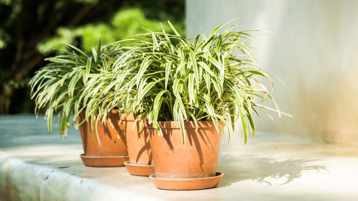 best fertilizer for plants