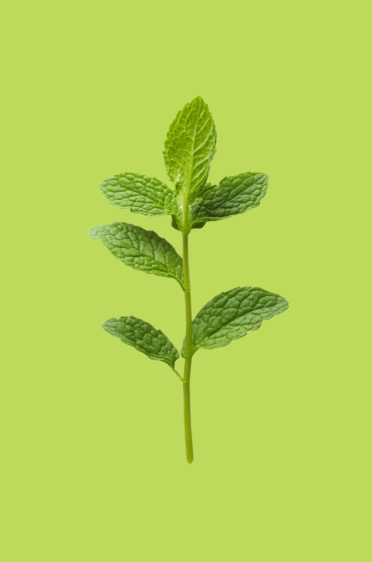 pudina cutting grow tips