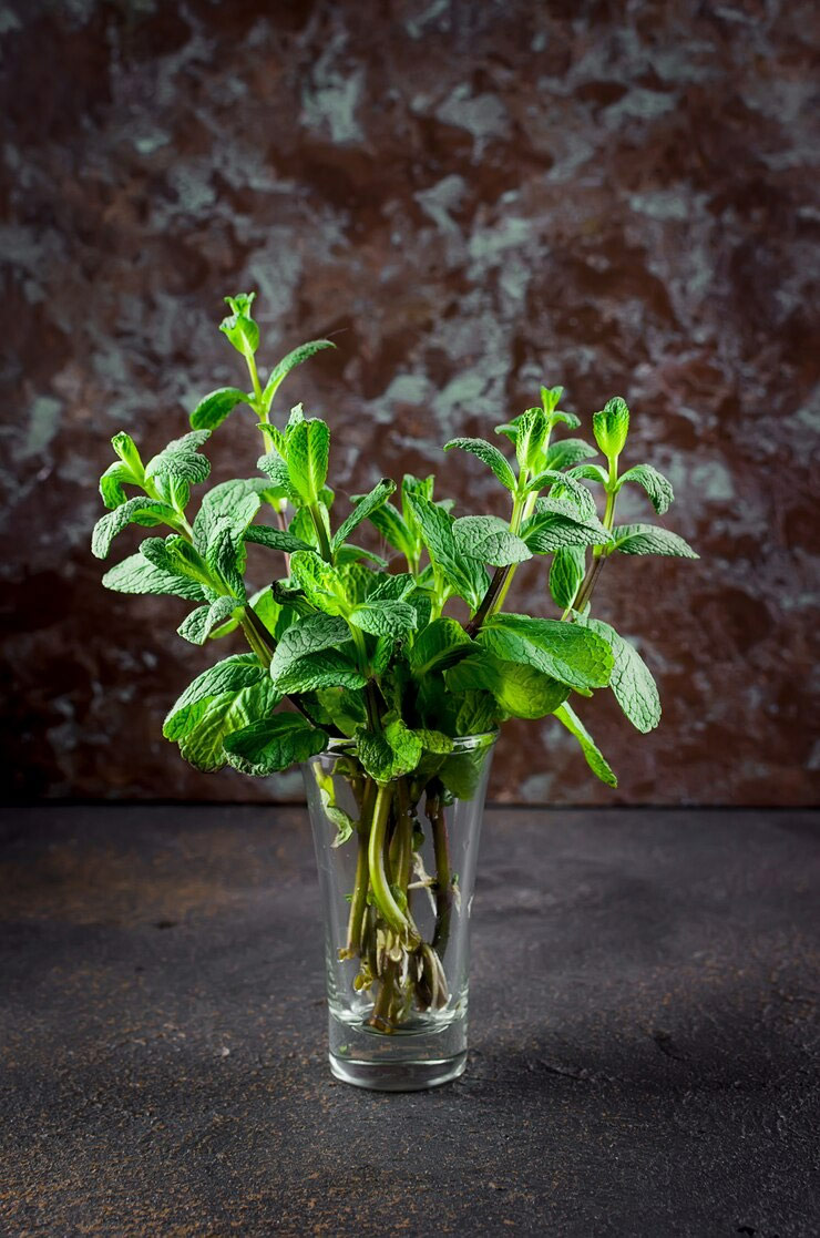 tips to grow pudina at home