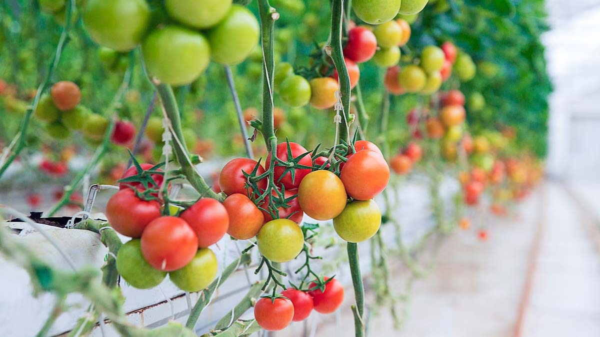 How to grow fresh tomato at home