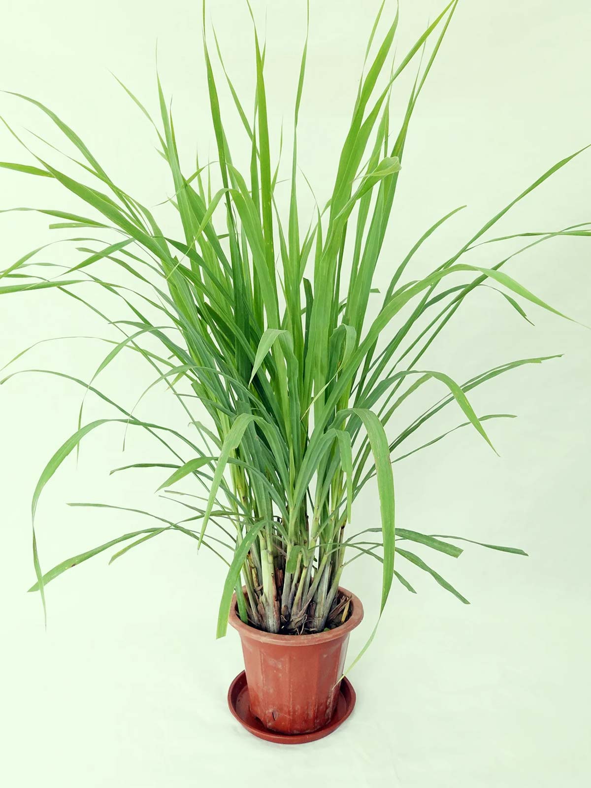 Lemon Grass Mosquito Repellent