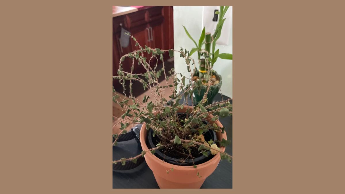 ghar mein bel patra ke sukhne se kya hota hai