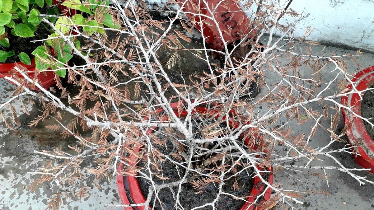 ghar mein money plant ke sukhne se kya hota hai