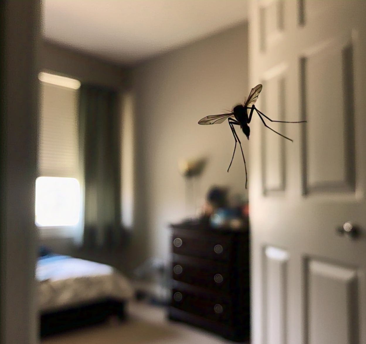 how to get rid of mosquito