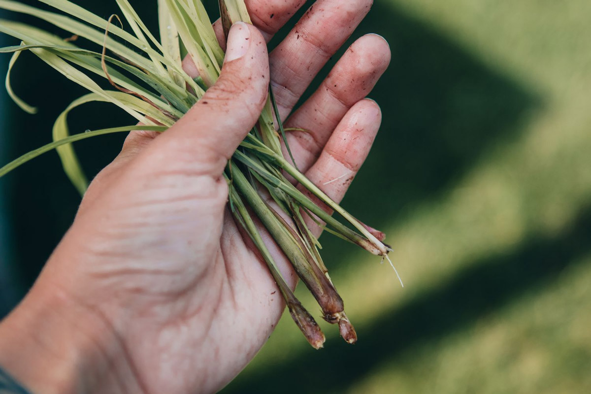 how to grow lemon grass