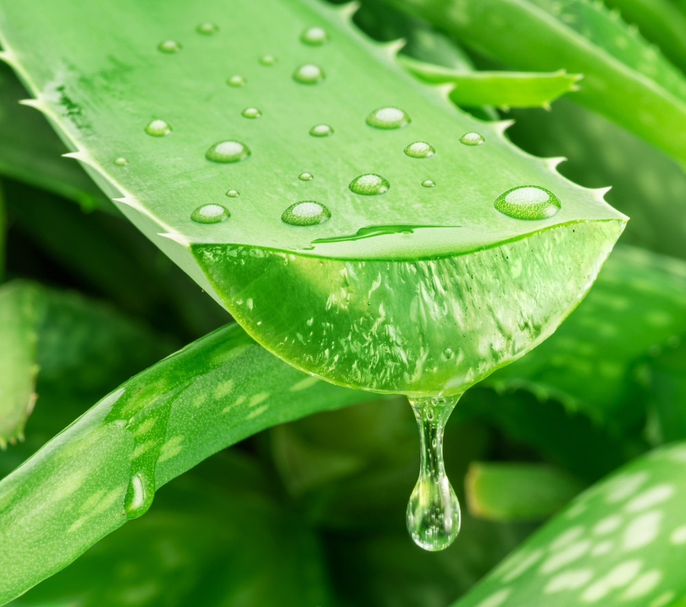 how to use aloe vera for pigmentation