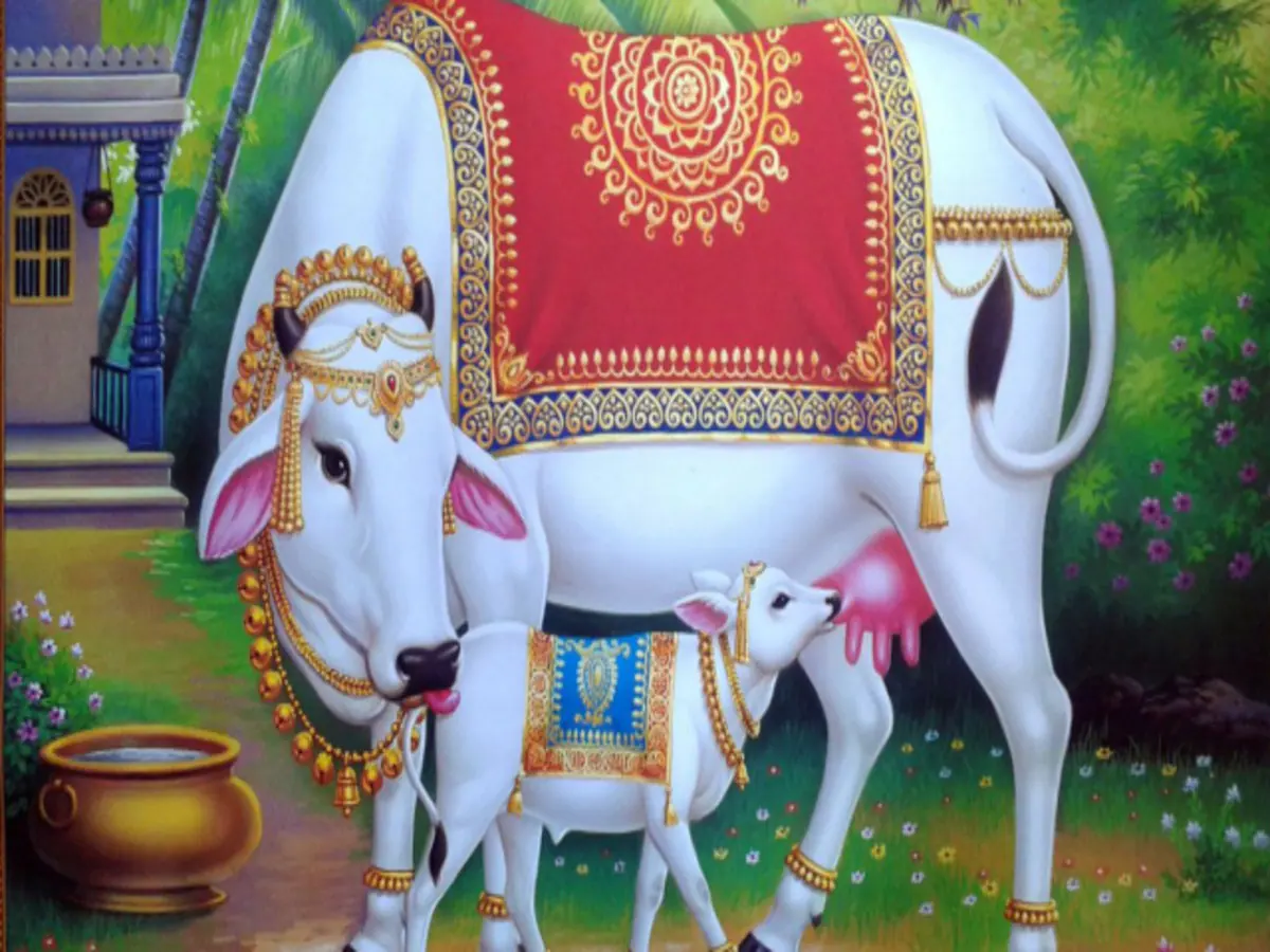 kamdhenu gay significance