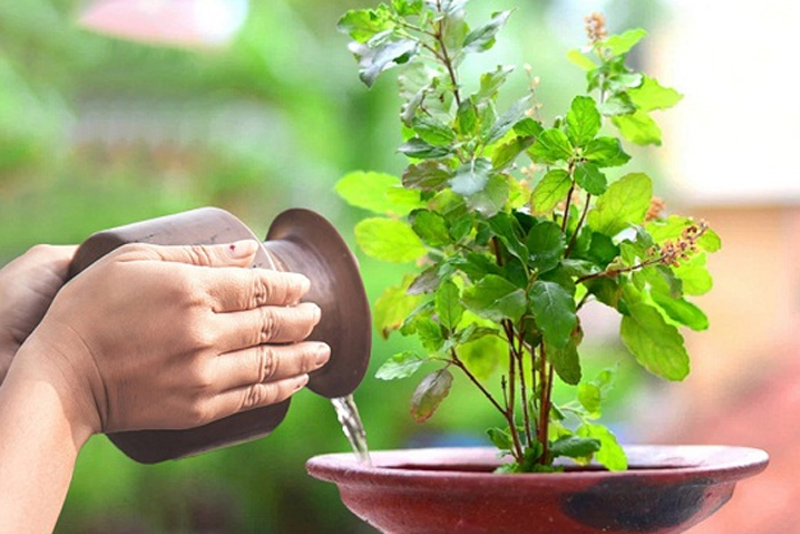 offering water to tulsi rules