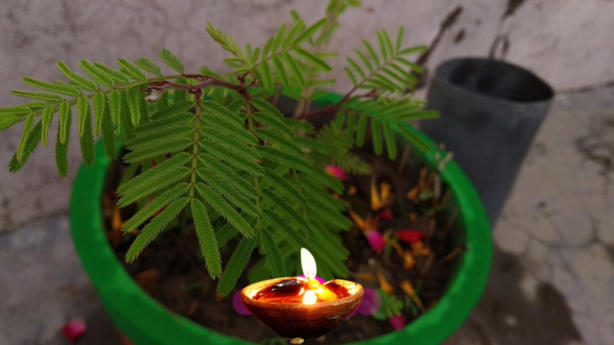 rules of lighting sesame oil lamp near shami