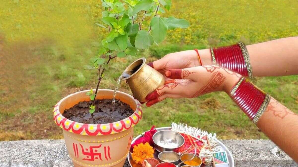 tulsi plant offering water benefits