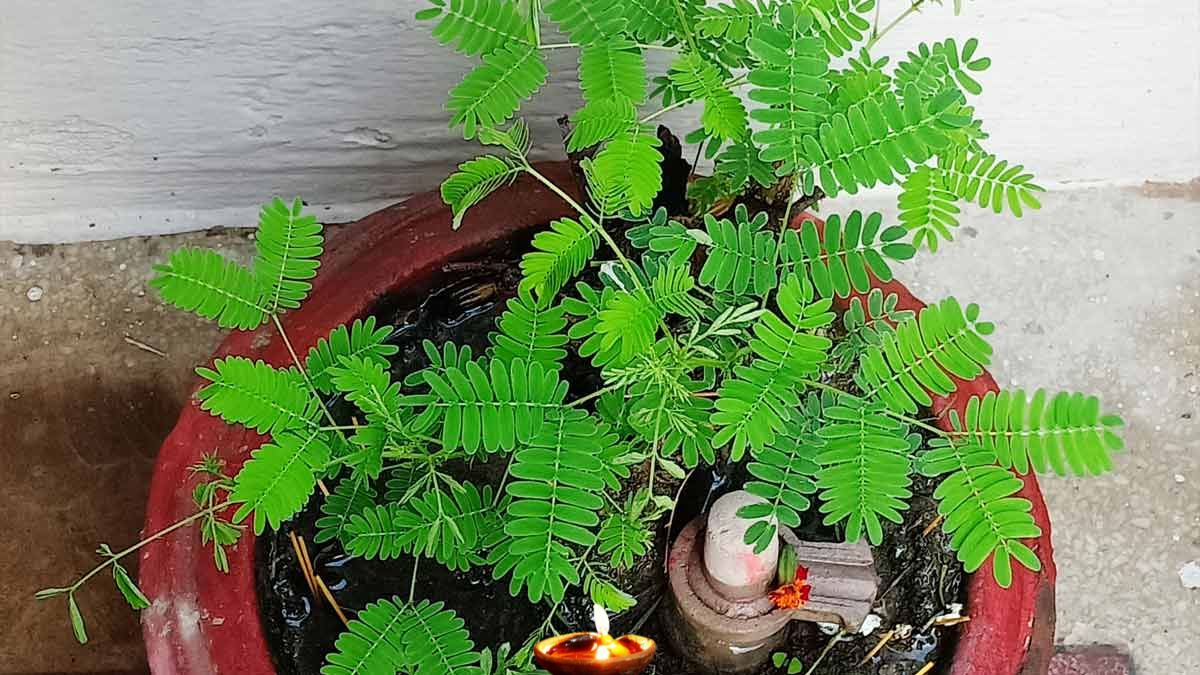 way of lighting sesame oil lamp near shami