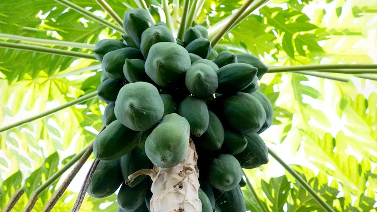 homemade fertilizer for papaya fruit