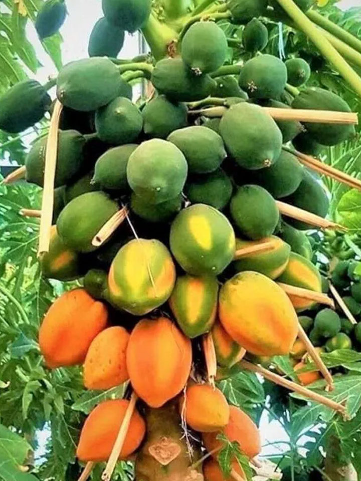 How Can I Increase Papaya Production
