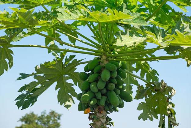 What Kind Of Fertilizer Does A Papaya Need