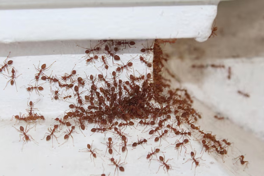 What is the best home remedy to get rid of ants