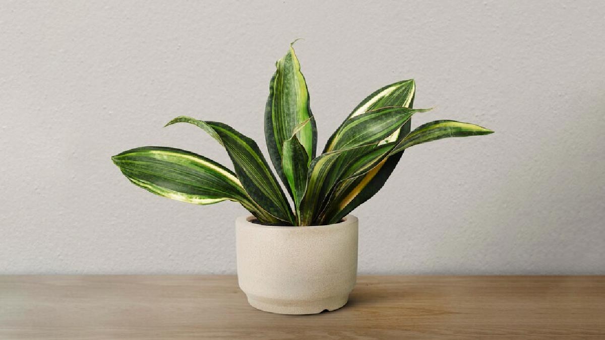 how to grow snake plant