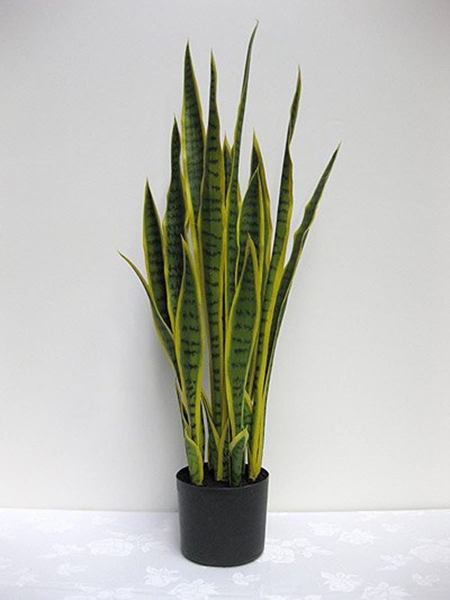 snake plant benefits