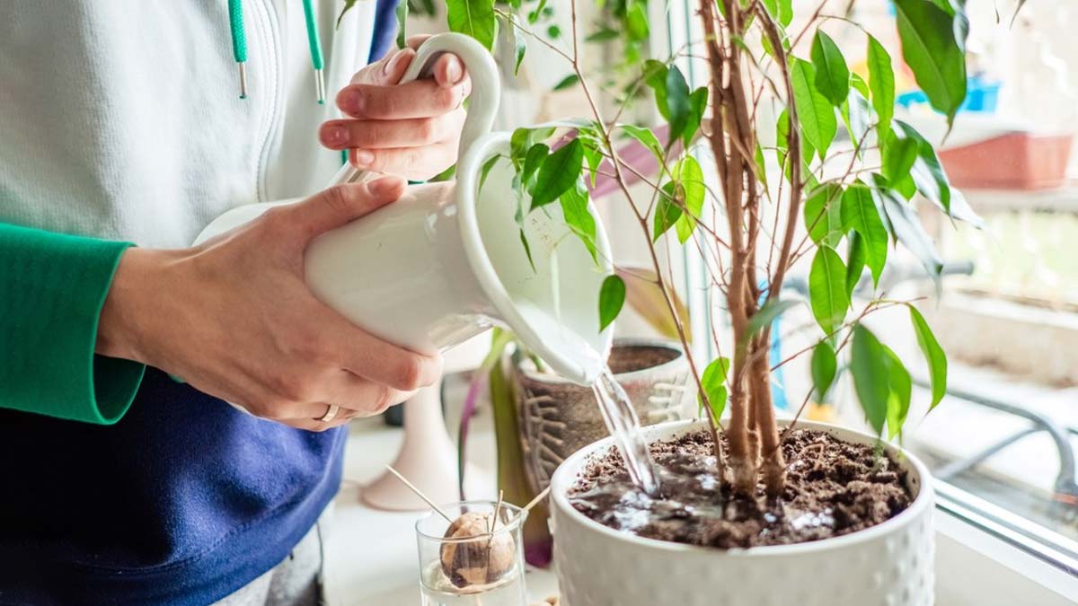 Should plants be watered in the afternoon
