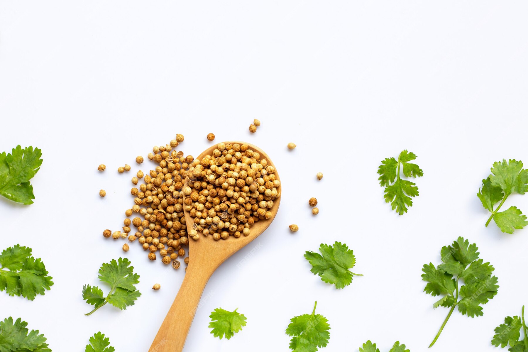 coriander-seeds- for summer hydration