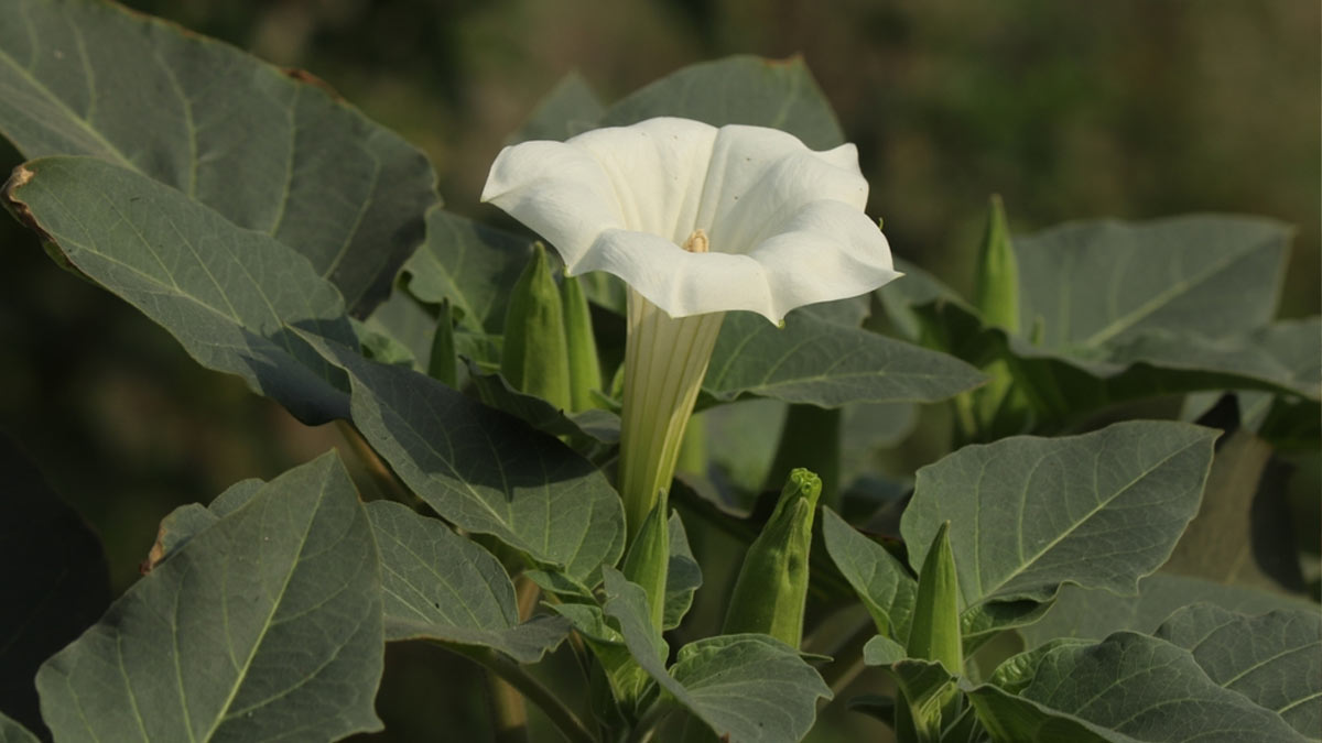 datura-uses