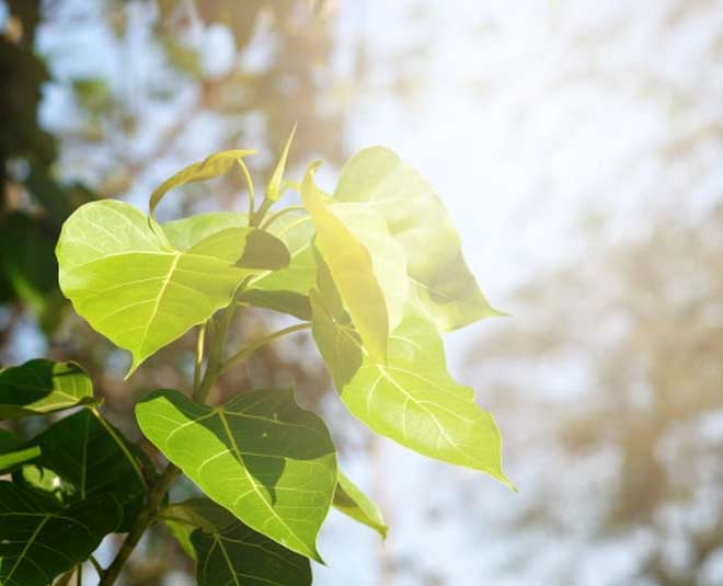 peepal tree worship for prosperity