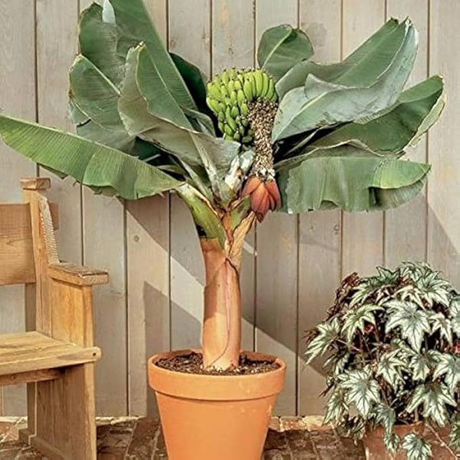 Banana tree drying meaning in astro