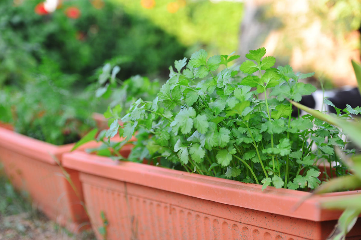 How to plant coriander stalk in soil