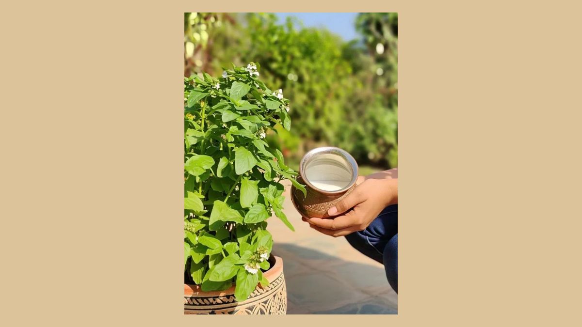 ekadashi ke din tulsi mein kab chadhaye dudh